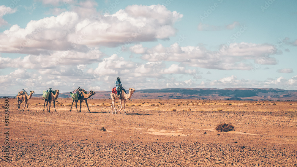 Nomadic man riding a camel in the Sahara Desert, Morocco
