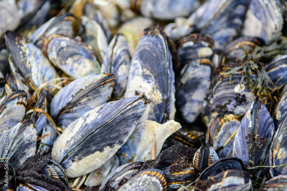 Large group of mussles jammed between rocks .