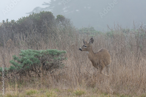 Deer roaming through a meadow in the fog .