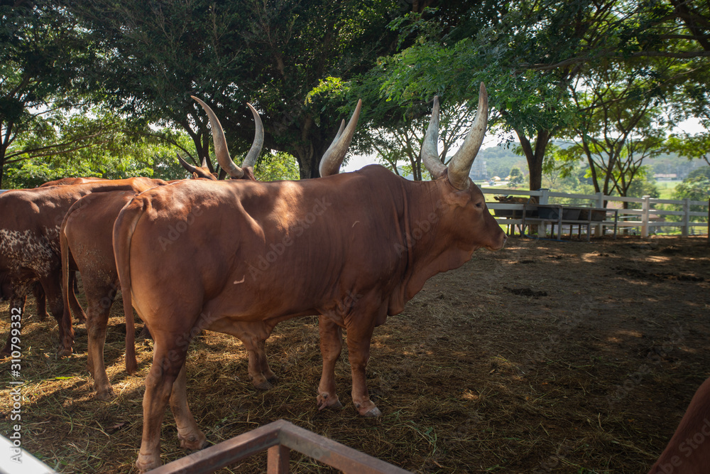 Cow with long horns in Cow stall,Thailand. Cow with long horns in Cow stall,Thailand.