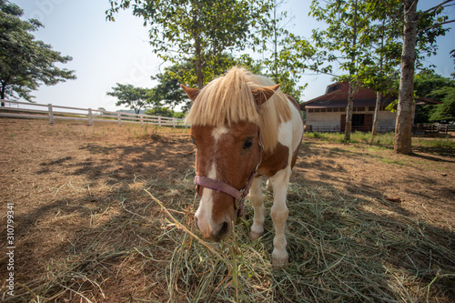 Come dwarf, in thailand. photo