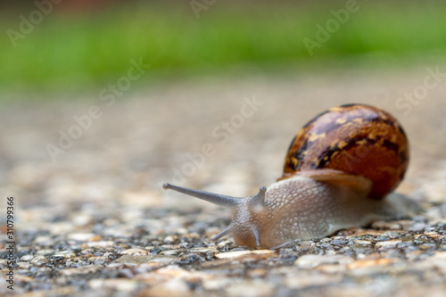close up of garden snail crawling 