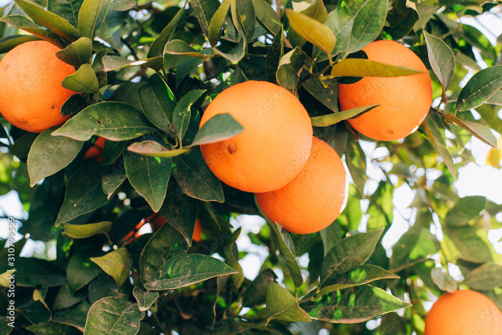 Ripe orange fruits hanging on a tree in the farm. citrus fruits on the branches. this oranges on citrus tree branches Ripe orange fruits hanging on a tree in the farm. citrus fruits on the branches. this oranges on citrus tree branches