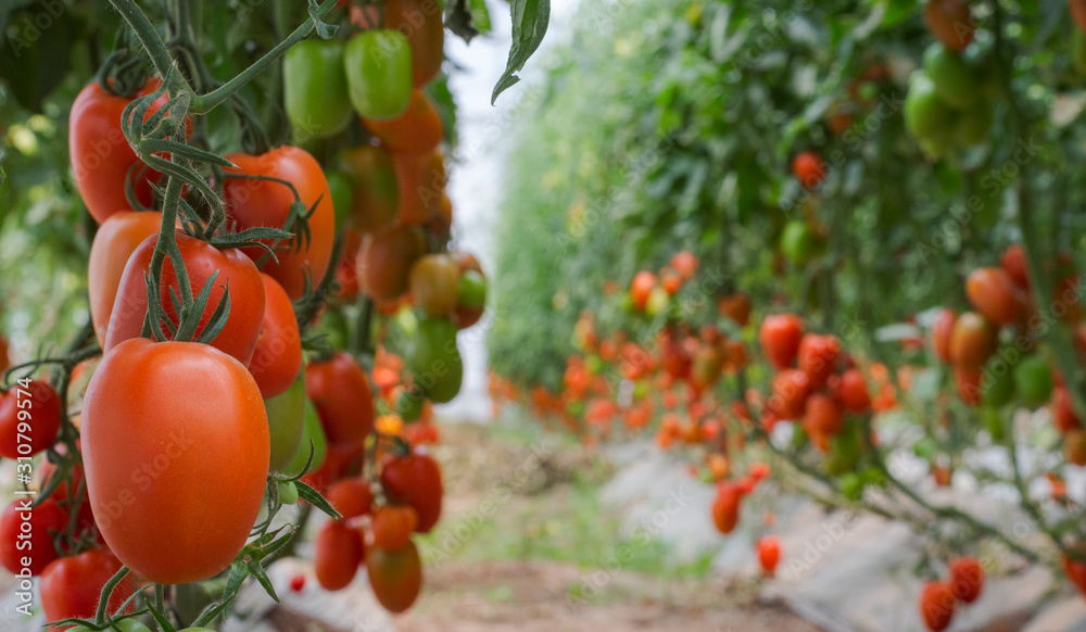 Tomates rojos de invernadero jovenes y maduros Tomates rojos de invernadero jovenes y maduros