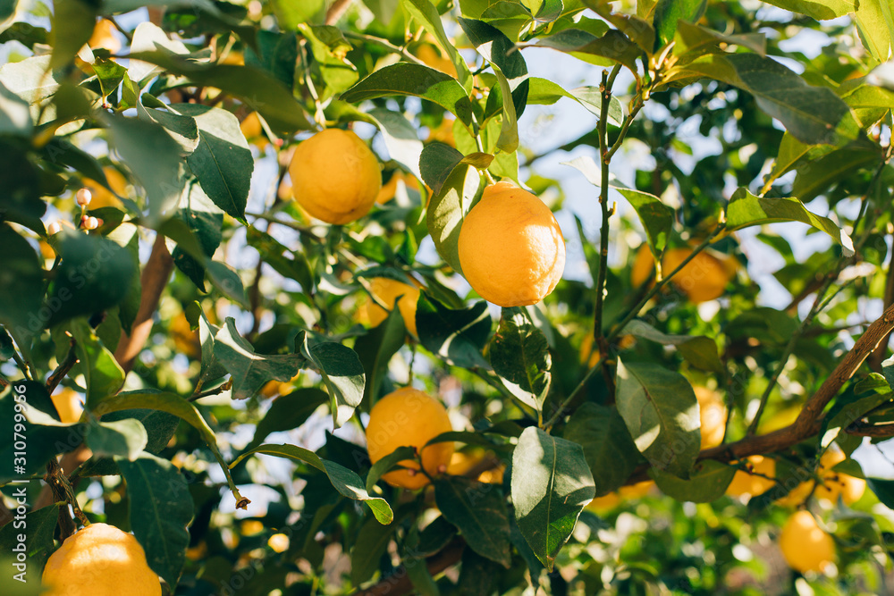 Ripe lemon fruits hanging on a tree in the farm. citrus fruits on the branches. this lemons on citrus tree branches