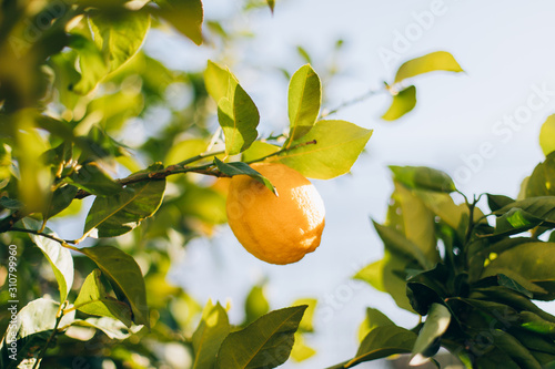 Ripe lemon fruits hanging on a tree in the farm. citrus fruits on the branches. this lemons on citrus tree branches