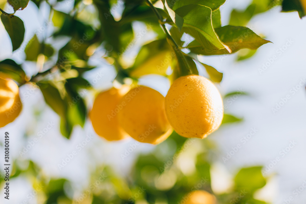 Ripe lemon fruits hanging on a tree in the farm. citrus fruits on the branches. this lemons on citrus tree branches Ripe lemon fruits hanging on a tree in the farm. citrus fruits on the branches. this lemons on citrus tree branches