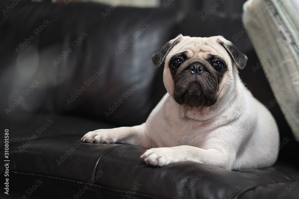 Cute white Pug Dog lying on Black leather Sofa.