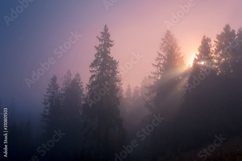 Light rays through the morning fog and branches of spruce trees. Mountain forest at beautiful autumn foggy sunrise.