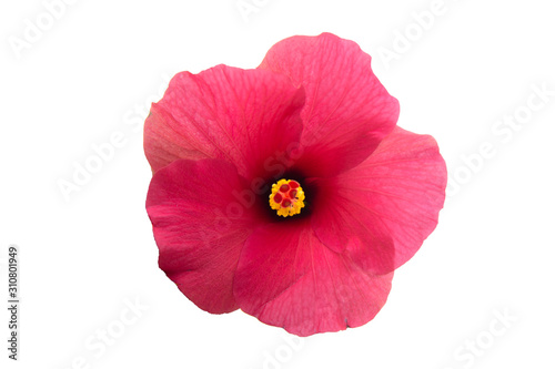 Pink hibiscus isolated on white background.