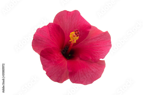 Pollen of hibiscus flowers on a white background.