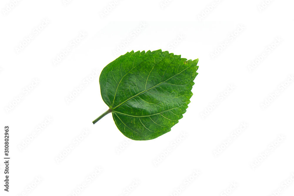 Fototapeta premium The leaves of the hibiscus tree on a white background.
