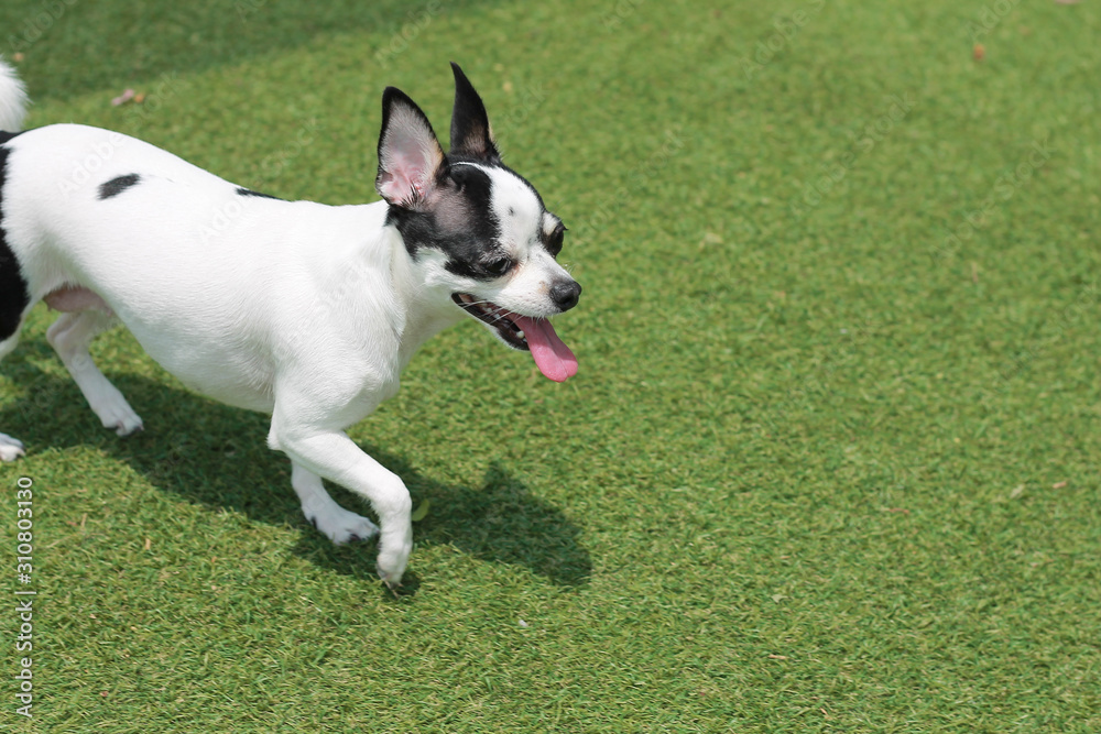 Happy puppies in a private playground Happy puppies in a private playground
