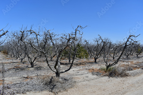 An orchard of fruit trees dying