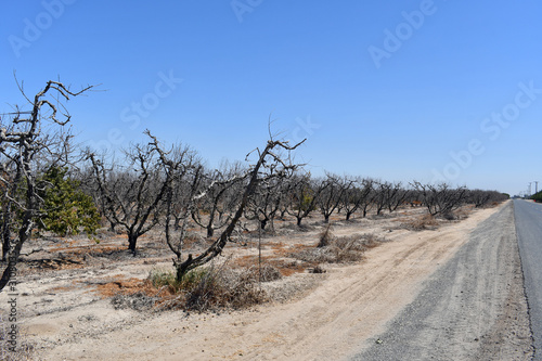 Dying fruit trees next to rood