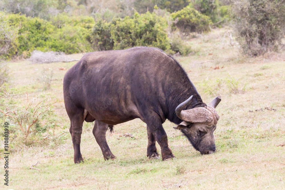 Cape Buffalo (Syncerus caffer) bull grazing in woodland savannah, Addo Elephant National Park, Eastern Cape, South Africa Cape Buffalo (Syncerus caffer) bull grazing in woodland savannah, Addo Elephant National Park, Eastern Cape, South Africa