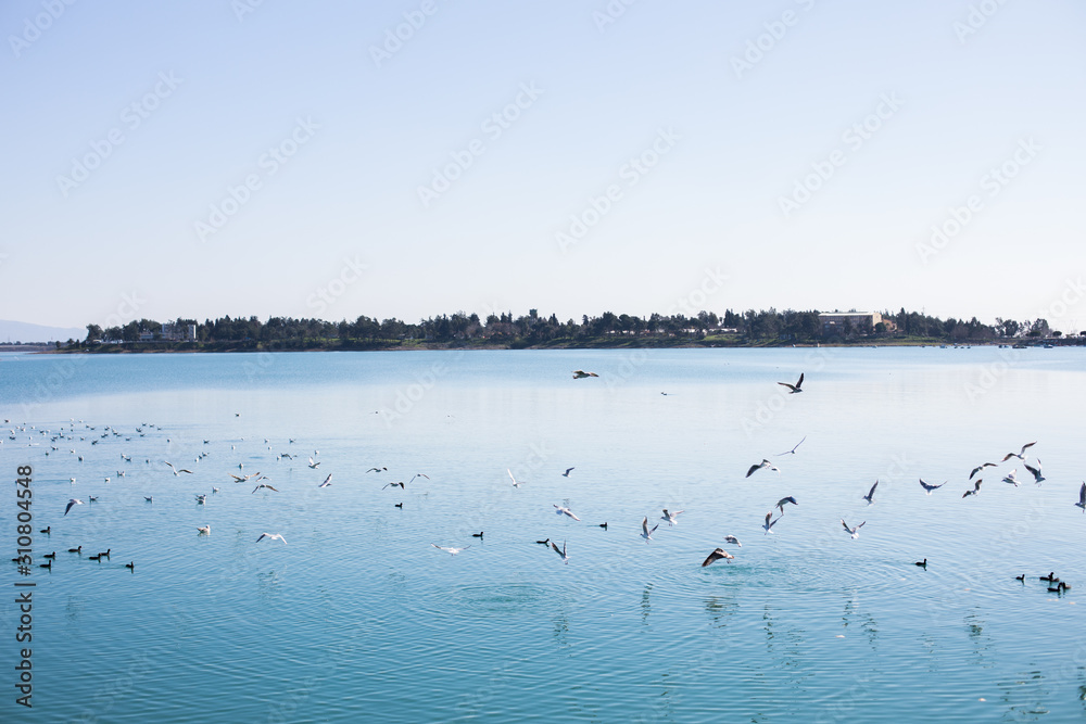 Birds on the river, lake or blue sea in the nature. Seagulls by the sea or river.