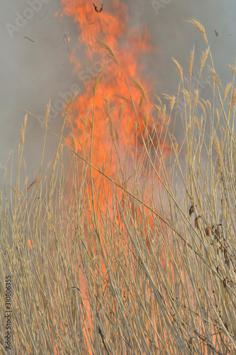 Flame of brushfire 36