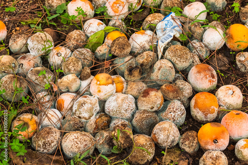 Rotting citrus fruits on soil. Can be used in studies on waste.