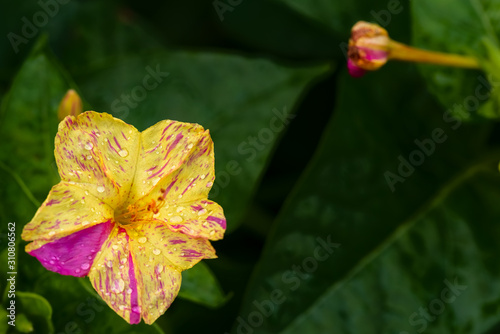 Four O’clock flower. Another name is Marvel of Peru, since different colors o...