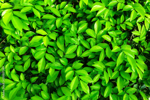 Wallpaper Mural green leaves background Torontodigital.ca