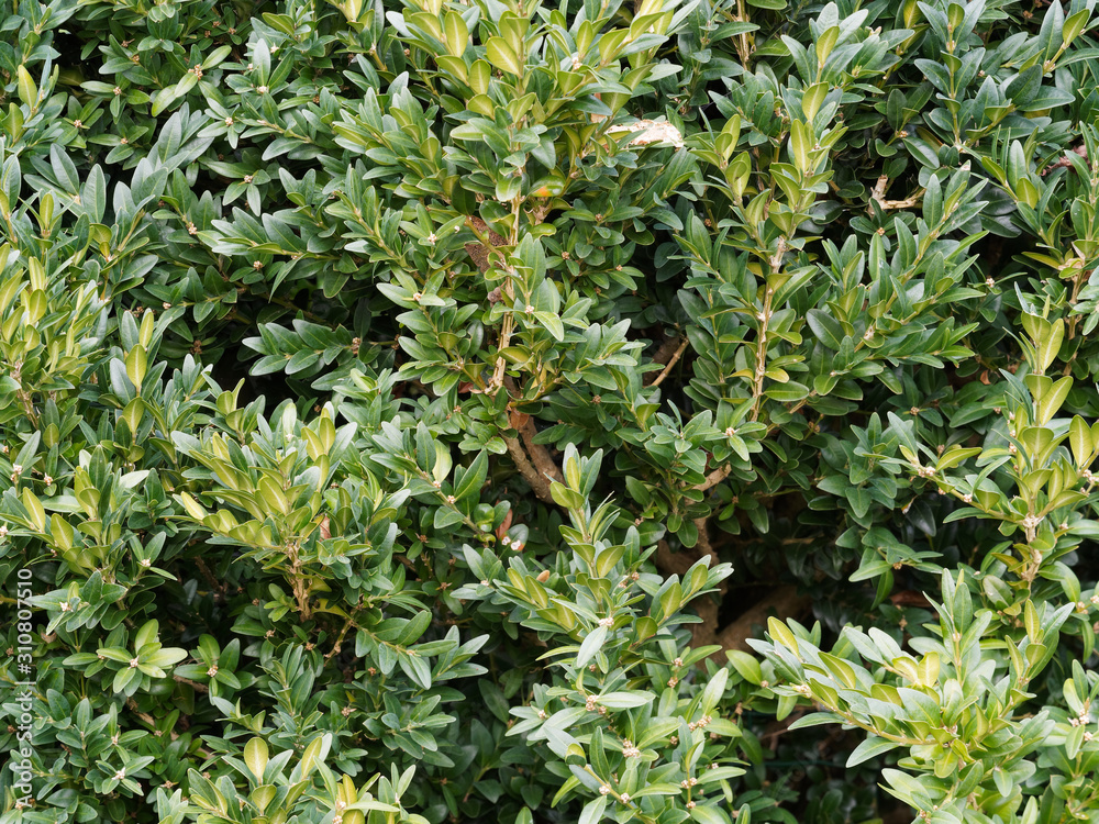 (Buxus sempervirens) Common box or boxwood, an ornamental shrub with small yellow-green oval, opposite leaves along stems, scented greenish-yellow flowers and small capsule of fruits. (Buxus sempervirens) Common box or boxwood, an ornamental shrub with small yellow-green oval, opposite leaves along stems, scented greenish-yellow flowers and small capsule of fruits.