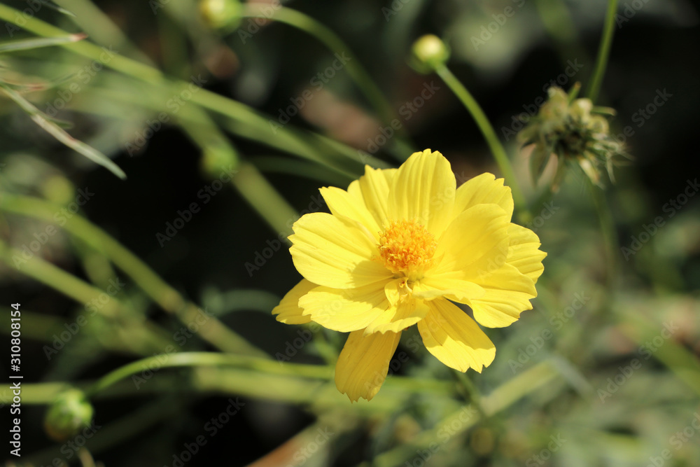 Yellow Cosmos sulphureus flower on the green tree. It is also known as sulfur cosmos and attract birds and butterflies. Yellow Cosmos sulphureus flower on the green tree. It is also known as sulfur cosmos and attract birds and butterflies.