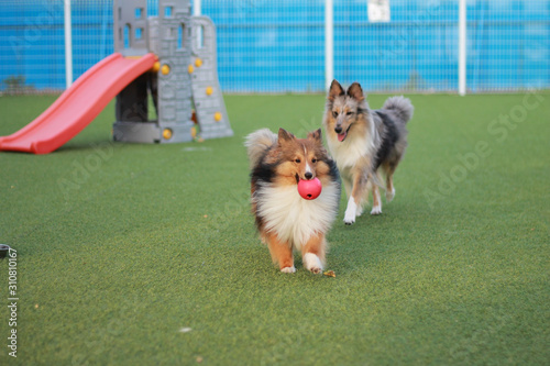 Happy puppies in a private playground