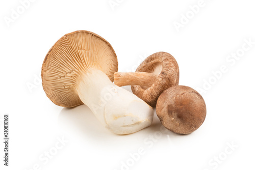 Shitake, eringi tasty mushroom isolated on white background.