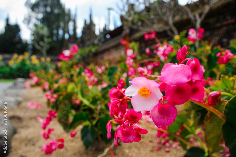 One of the beautiful flowers located in Ulun Danu Beratan Temple, Bali.