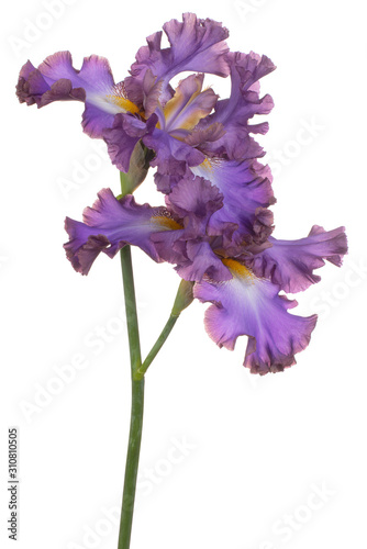 iris flower isolated