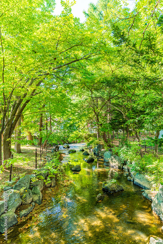 北海道の夏 札幌 中島公園