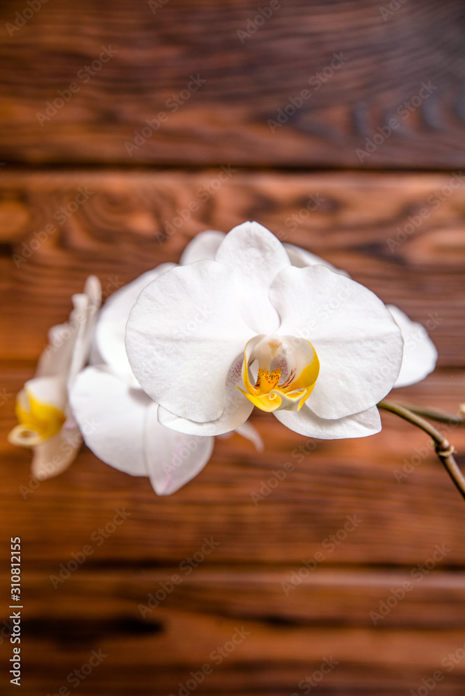 A branch of white orchids on a brown wooden background A branch of white orchids on a brown wooden background