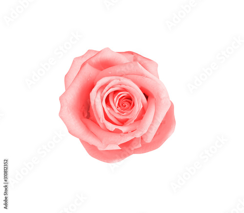 Single pink rose flower and water drops  isolated on white background and clipping path