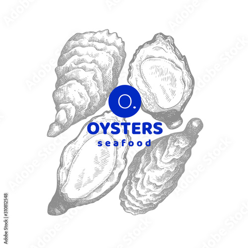 Oysters illustrations. Hand drawn vector seafood illustration. Engraved style mollusks. Retro food image