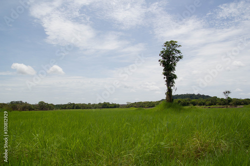 Amazonas tree