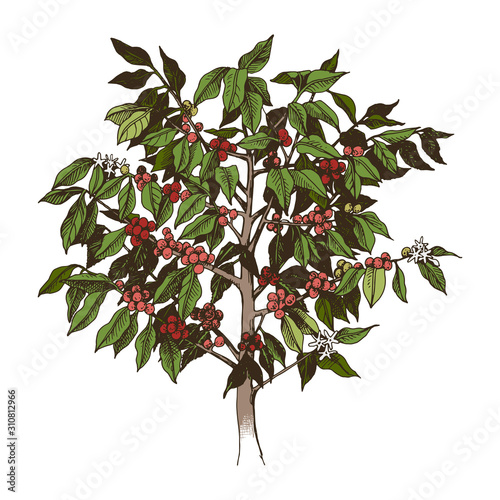 Young arabica coffee tree isolated on white background