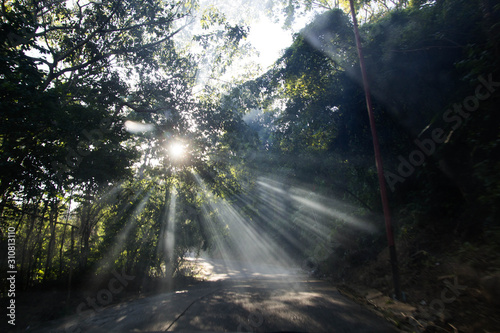 Light going thru the trees