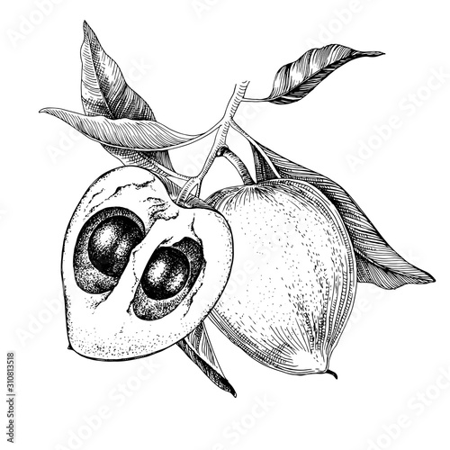 Hand drawn lucuma fruits on a branch