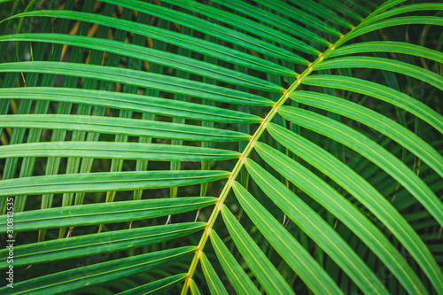 Palm tree branch on a background of green leaves