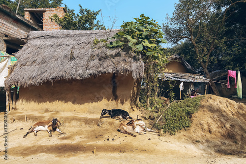 Bilde på lerret Mud hut with thatched roof with goats sitting in the courtyard at a village in W