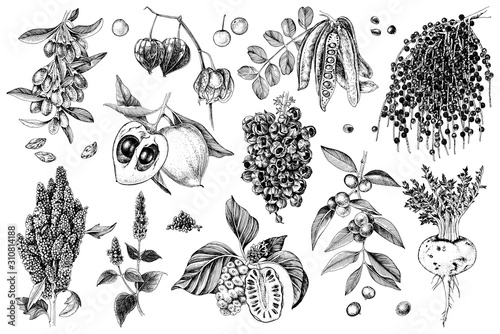Hand drawn superfood plants