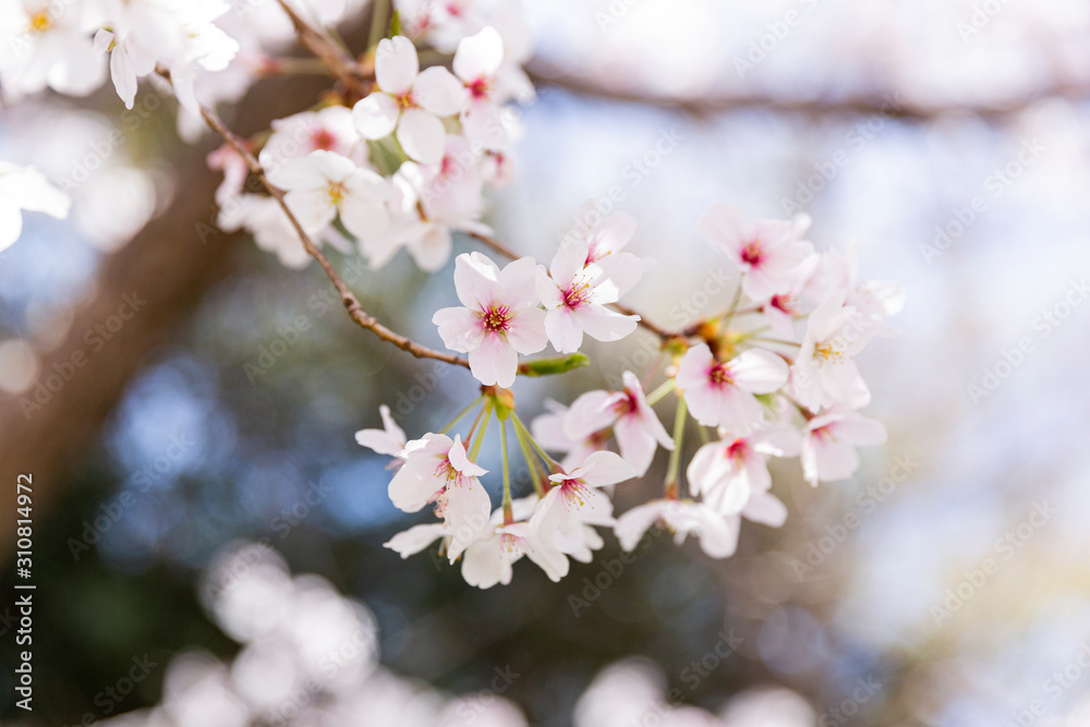 桜