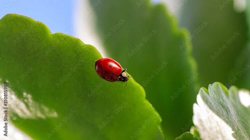 Macro of ladybug on a blade of grass Macro of ladybug on a blade of grass
