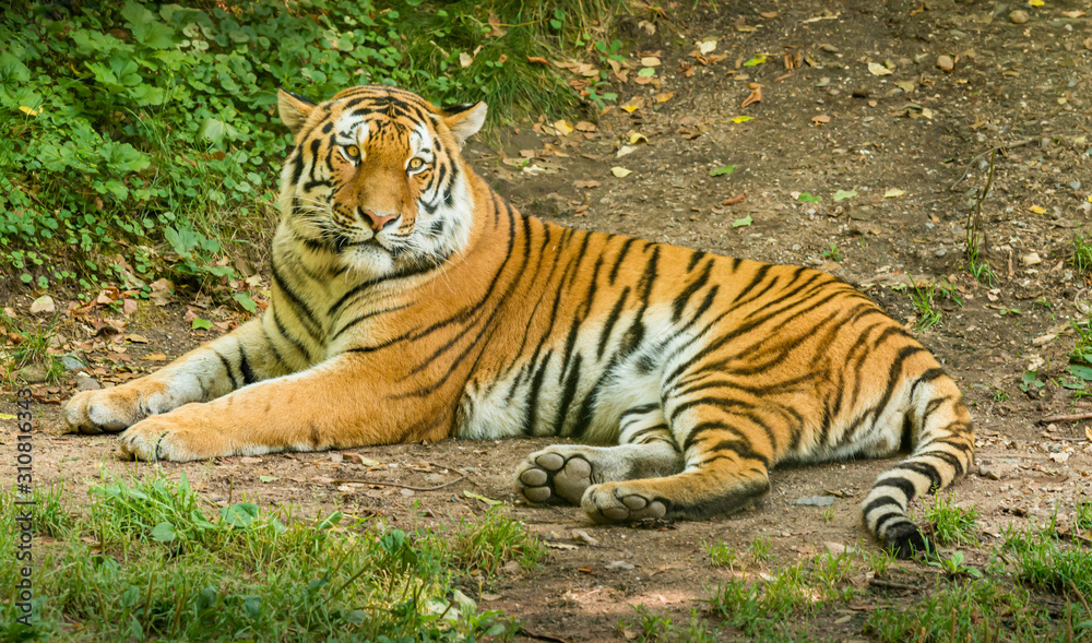 siberian tiger laying on the ground siberian tiger laying on the ground