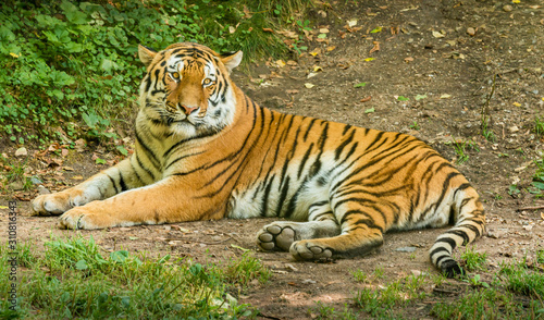 Fototapeta Naklejka Na Ścianę i Meble -  siberian tiger laying on the ground