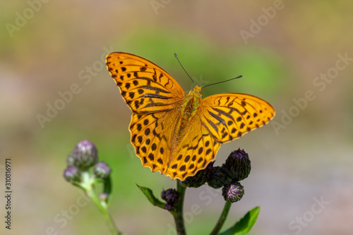 Detailed close up of a large silver-washed fritillary butterfly in sunlight © Magnus