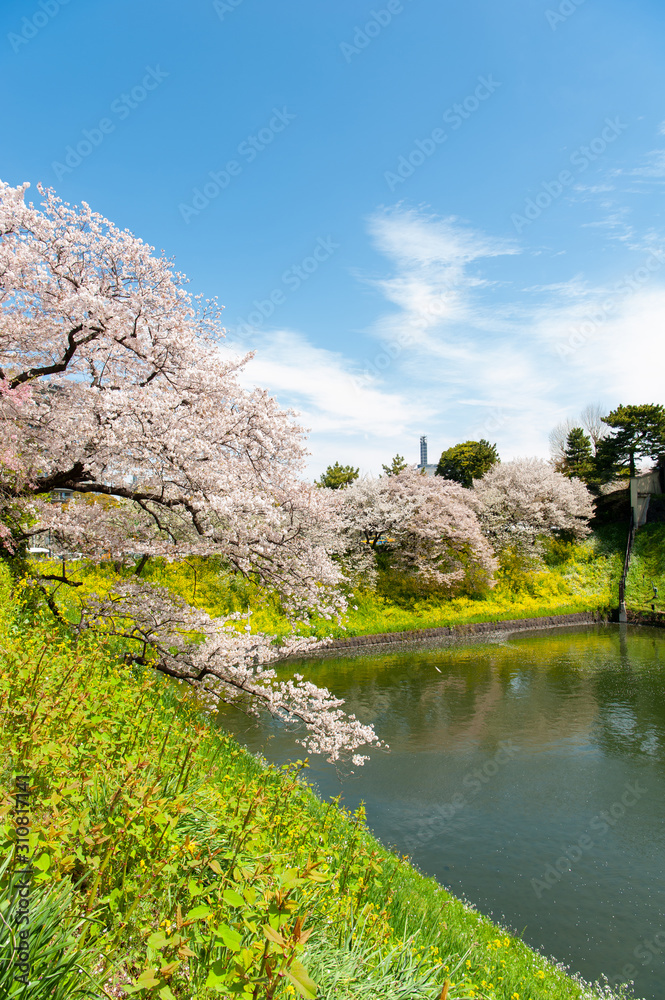 Beautiful Cherry blossom festival at Chidorigafuchi Park, Tokyo, Japan. Beautiful Cherry blossom festival at Chidorigafuchi Park, Tokyo, Japan.