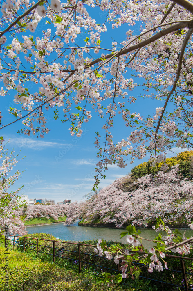 Beautiful Cherry blossom festival at Chidorigafuchi Park, Tokyo, Japan. Beautiful Cherry blossom festival at Chidorigafuchi Park, Tokyo, Japan.