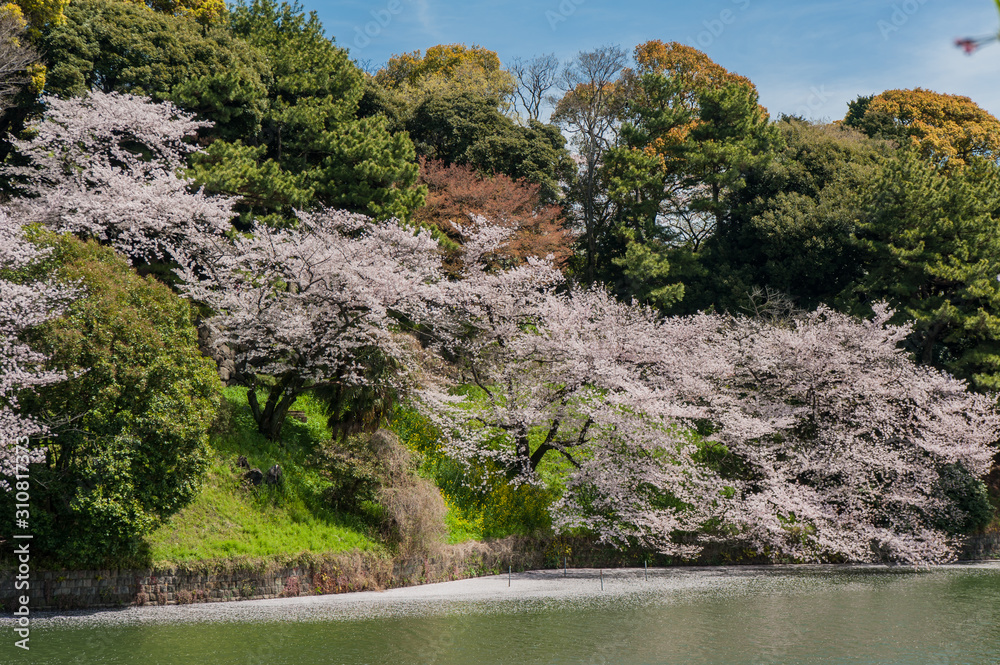 Beautiful Cherry blossom festival at Chidorigafuchi Park, Tokyo, Japan. Beautiful Cherry blossom festival at Chidorigafuchi Park, Tokyo, Japan.